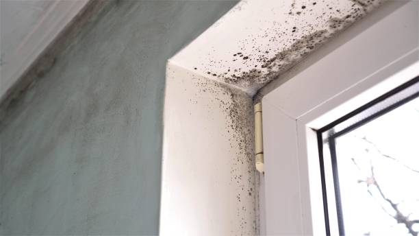 Certified Mold Removal in Alexandria Bay, NY