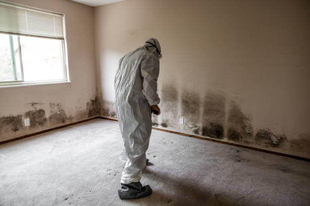 Best Mold Damage Repair  in Alexandria Bay, NY
