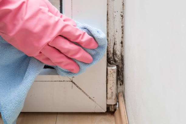 Best Crawl Space Mold Removal  in Alexandria Bay, NY